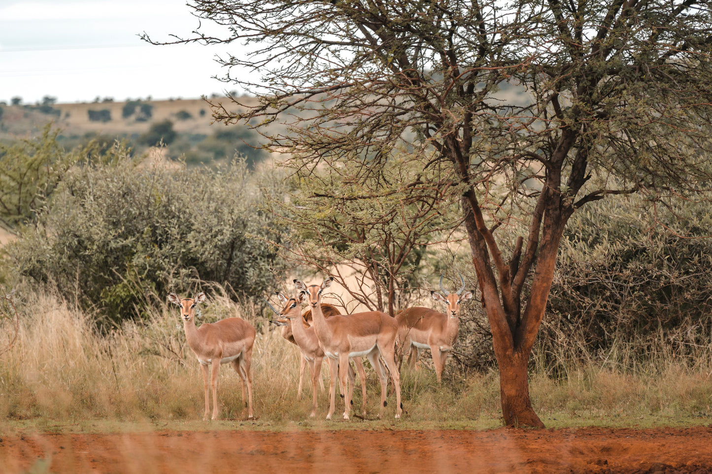 Antelope